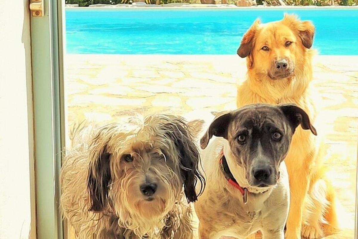 tre cani in piedi davanti a una porta a vetri