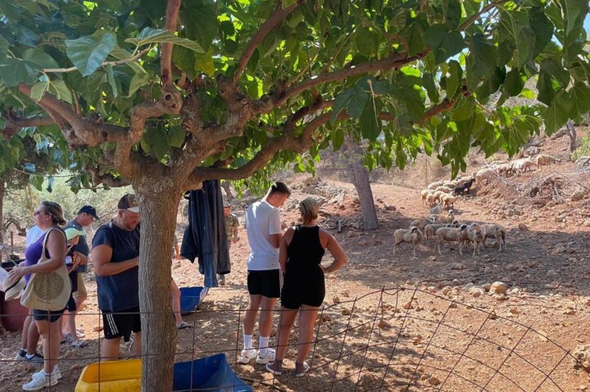 μια ομάδα ανθρώπων που στέκονται κοντά σε έναν φράχτη κοιτάζοντας πρόβατα