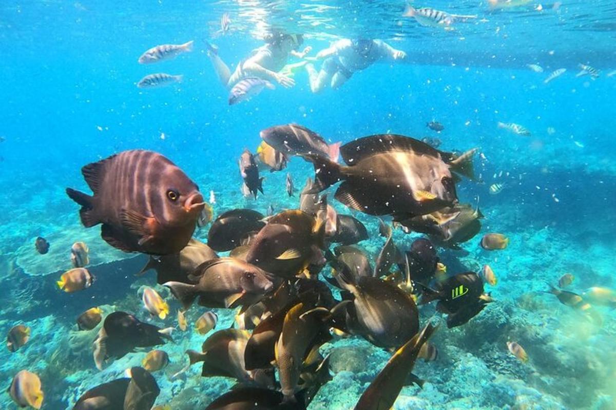un gruppo di persone che nuotano nell'oceano con i pesci
