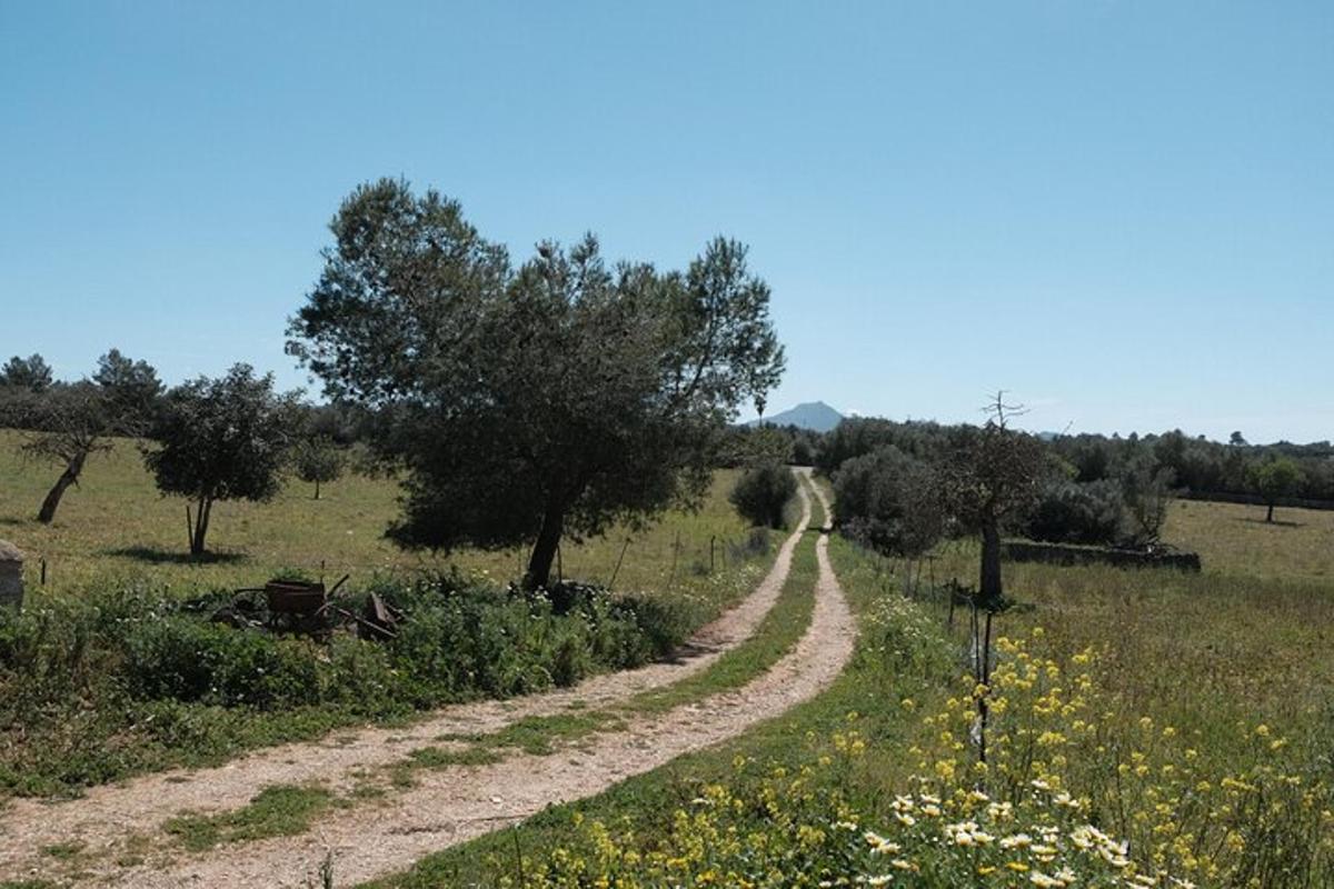 uma estrada de terra em um campo com árvores e flores