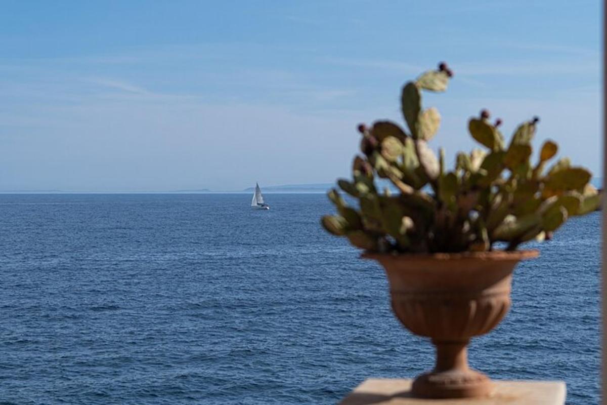 un vaso con una pianta di fronte all'oceano