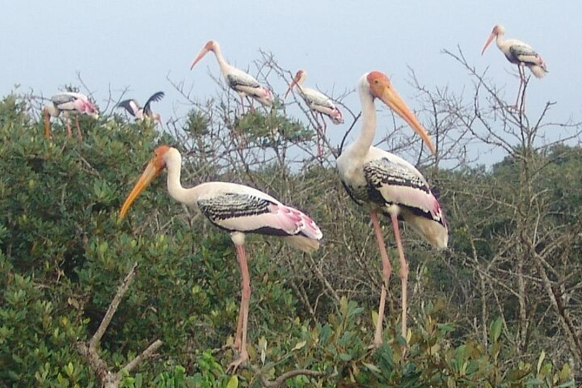 a flock of birds standing in the trees