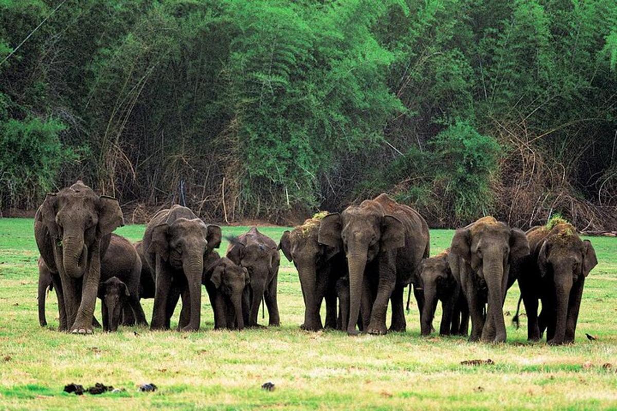 a herd of elephants standing in a field
