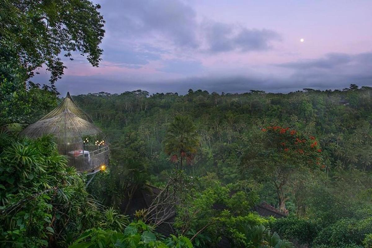 una tenda in mezzo a una foresta di alberi