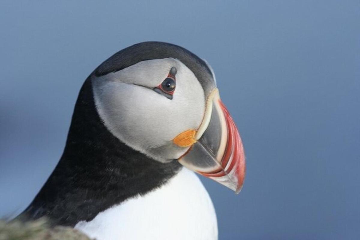 くちばしを開いたペンギン