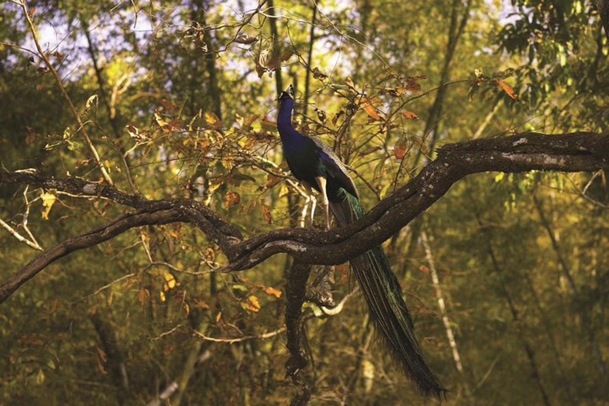 Fotografia da atração 5