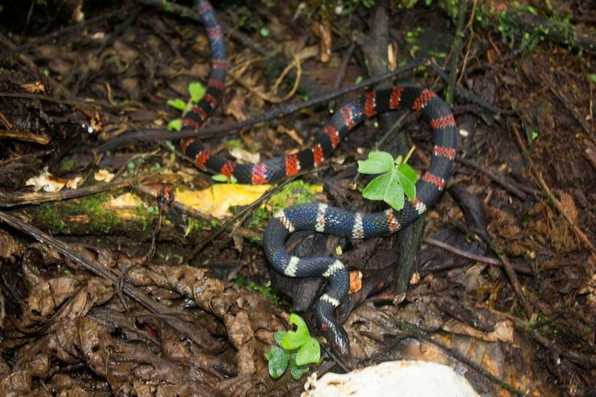 una serp negra i vermella a terra