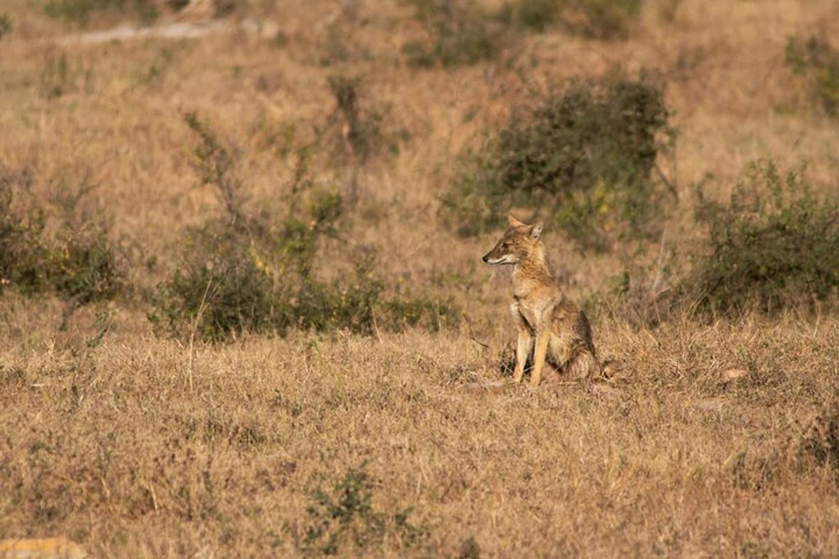 a coyote sitting in a field of dry grass