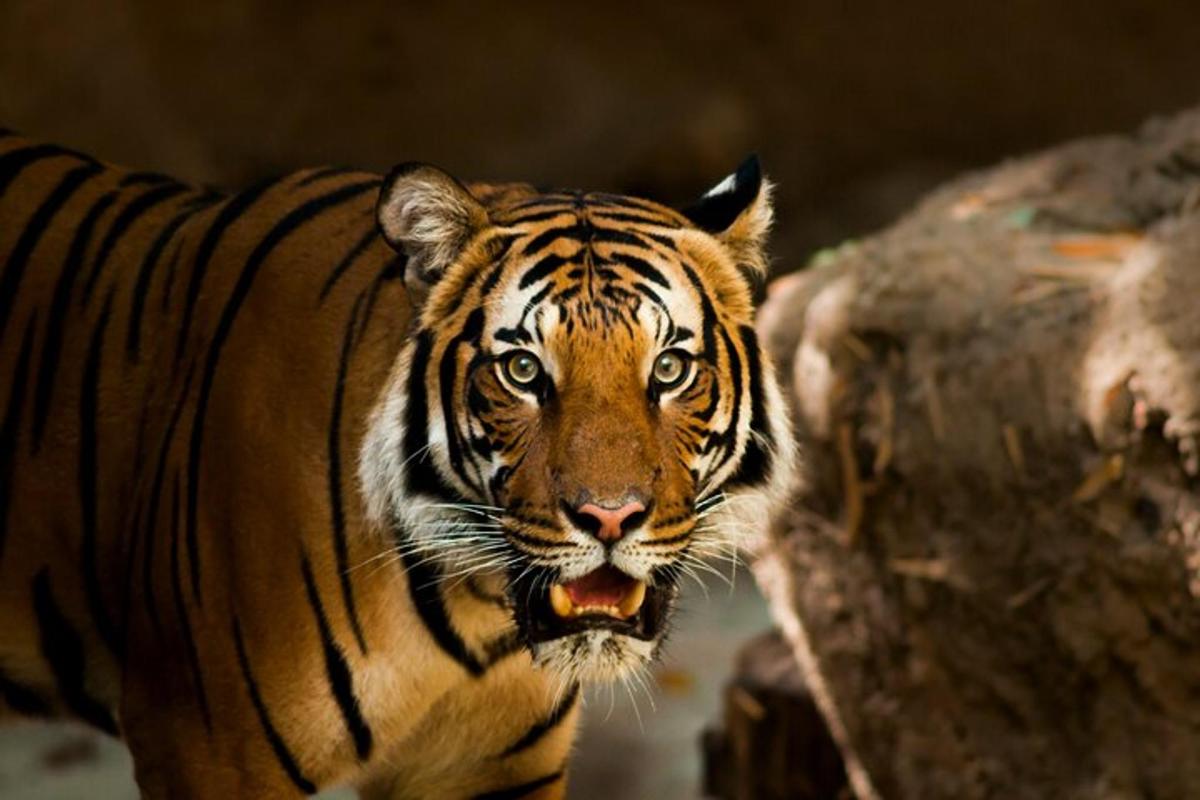 a tiger is standing next to a rock