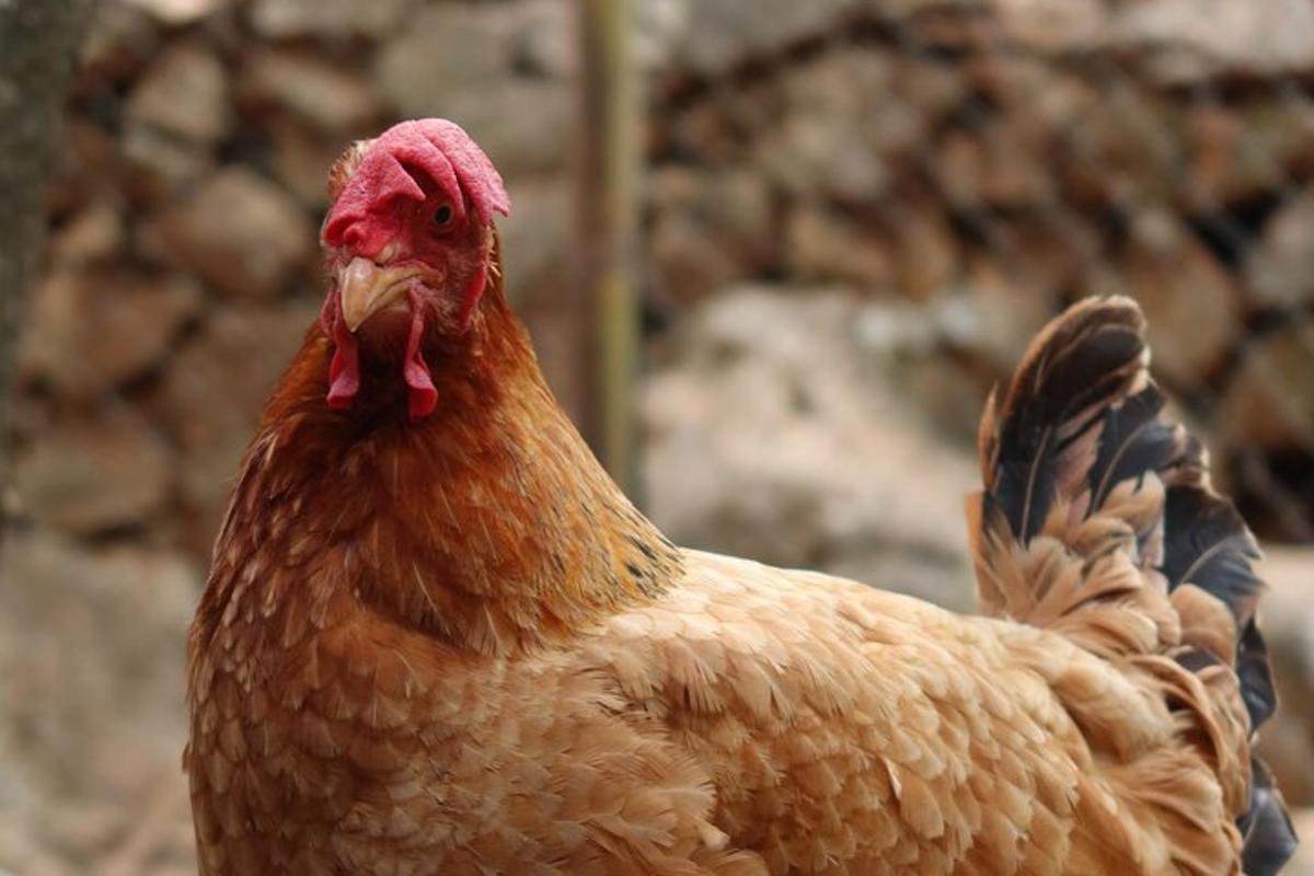 a brown chicken with a red head is standing