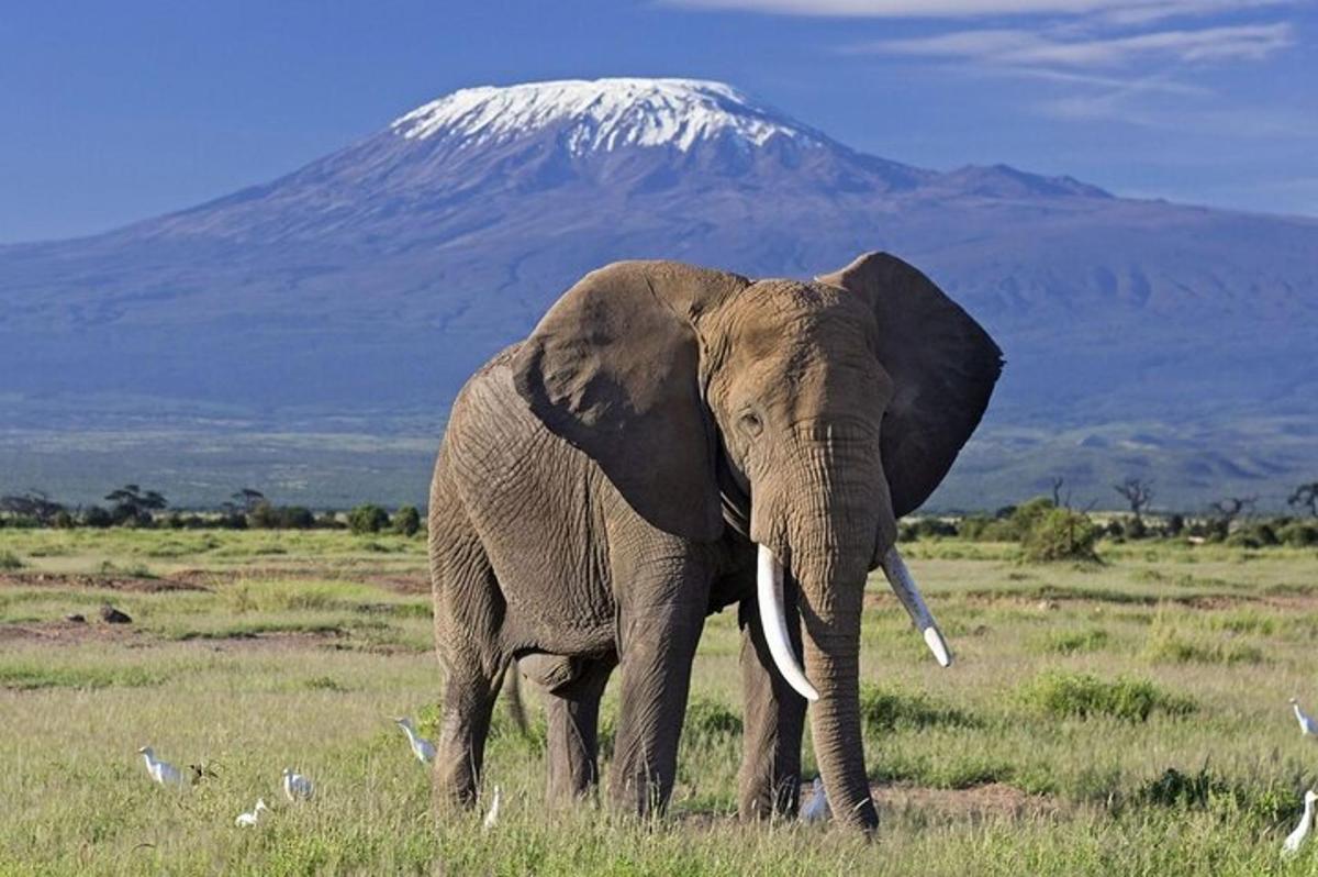 Un elefante parado en un campo con una montaña al fondo.