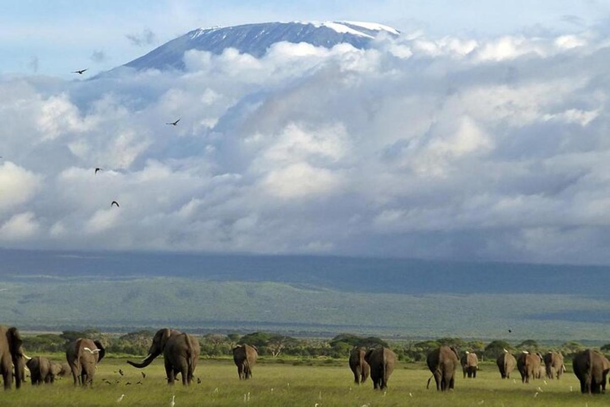 Una manada de elefantes en un campo con una montaña al fondo
