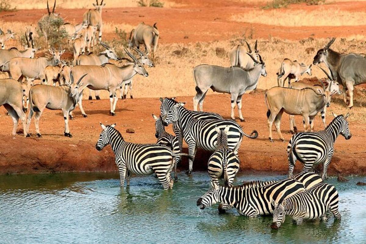 isang kawan ng mga zebra at antelope na nakatayo sa tubig