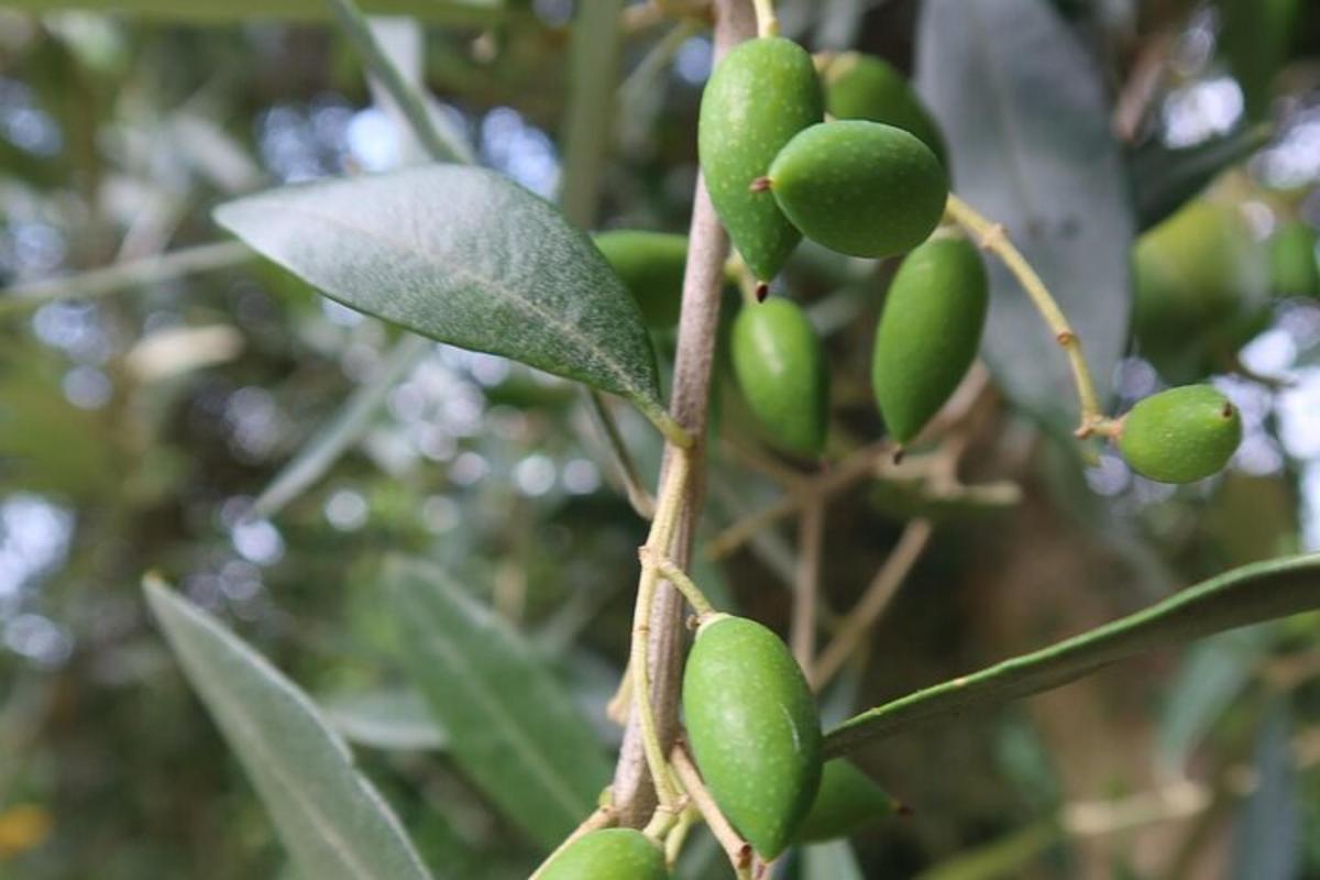 một chùm quả xanh mọc trên cây