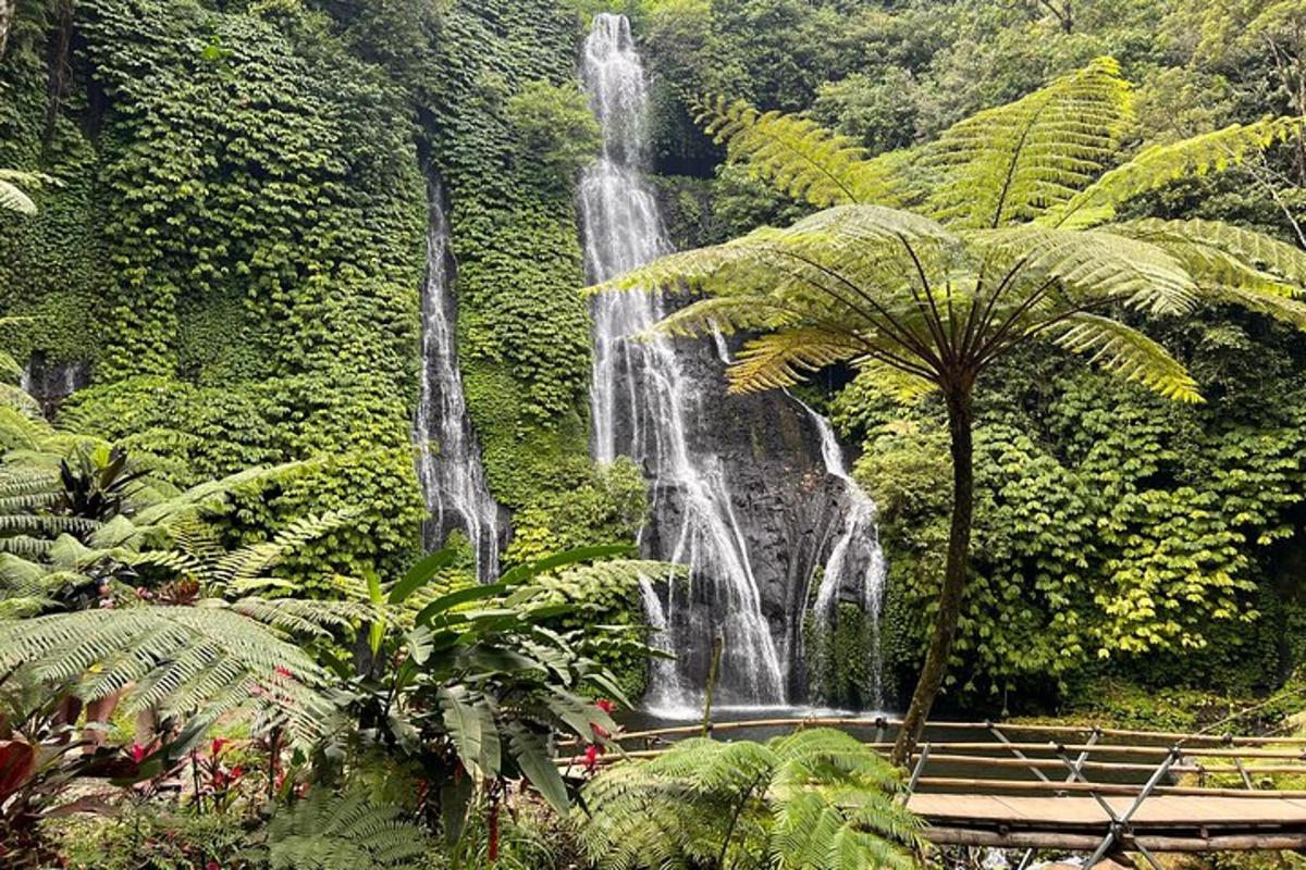uma cachoeira no meio da selva com uma palmeira