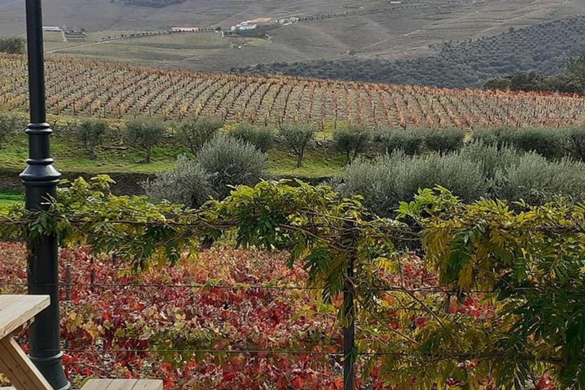 pogled na vinograd z ograjo in rožami