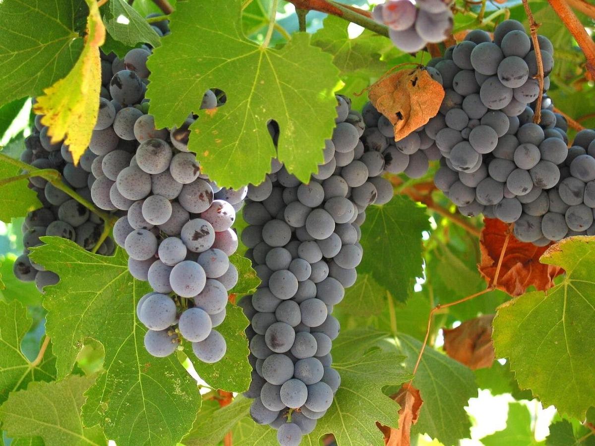 a bunch of grapes hanging from a tree