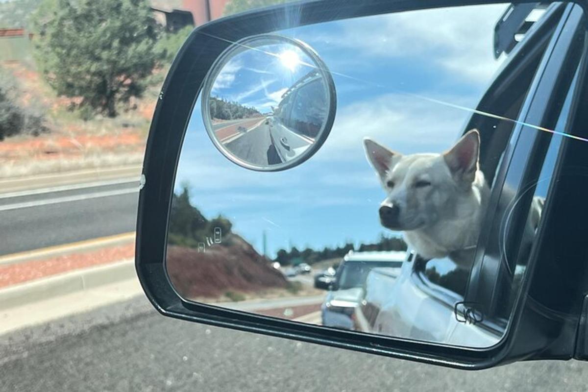 seekor anjing menjulurkan kepalanya ke luar tingkap kereta