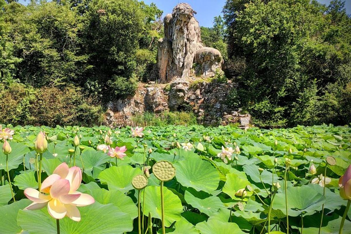 veliko polje lokvanj na vrtu