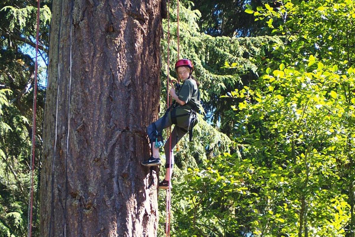 a young boy is climbing on a tree