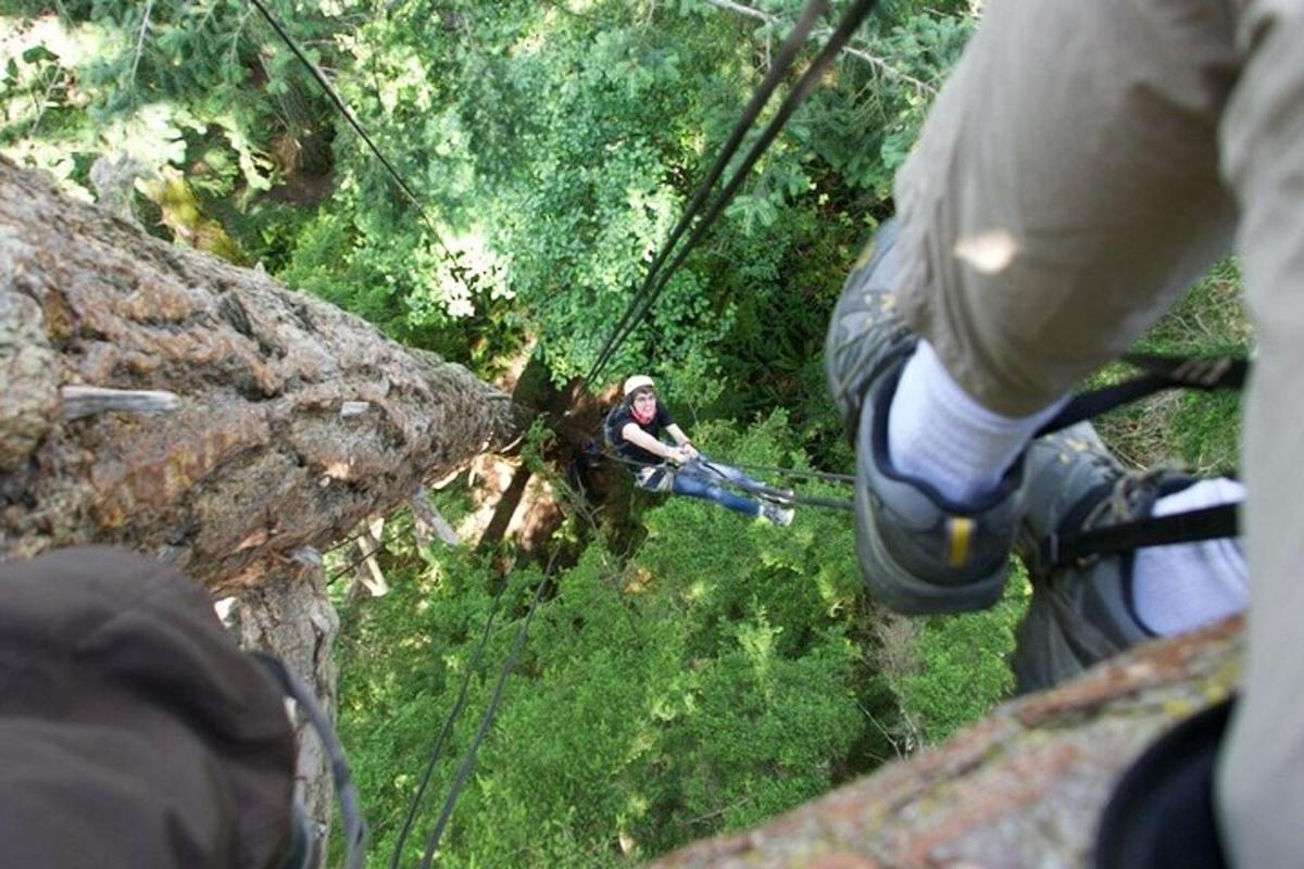 a person on a zip line in a forest