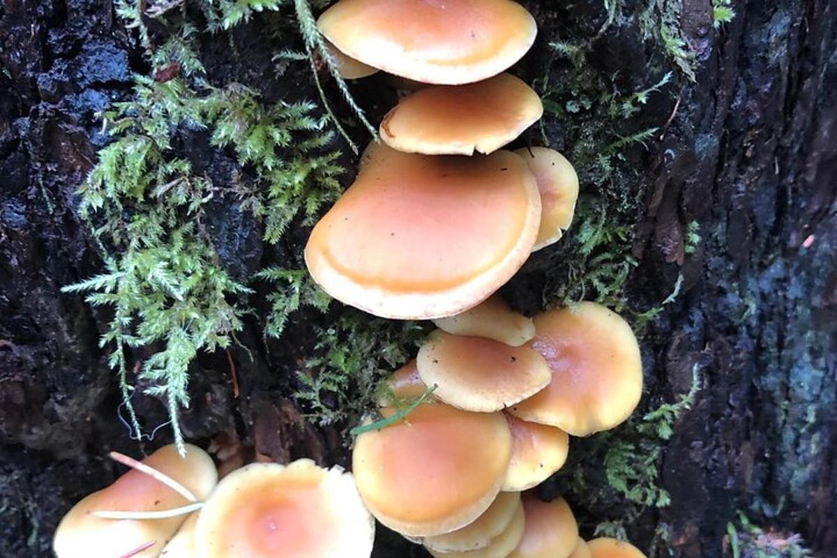 un grup de bolets al costat d'un arbre