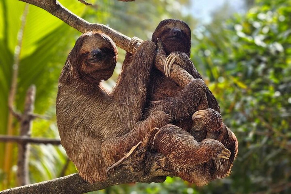 un perezoso sentado en la rama de un árbol