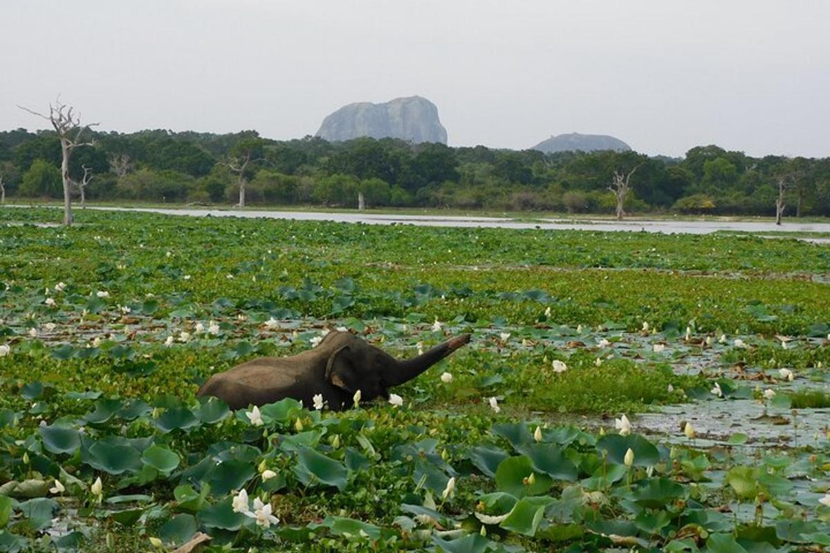 Fotografia da atração 6