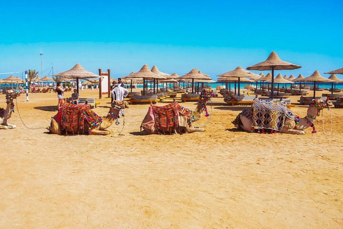 un gruppo di cammelli sdraiati su una spiaggia con ombrelloni