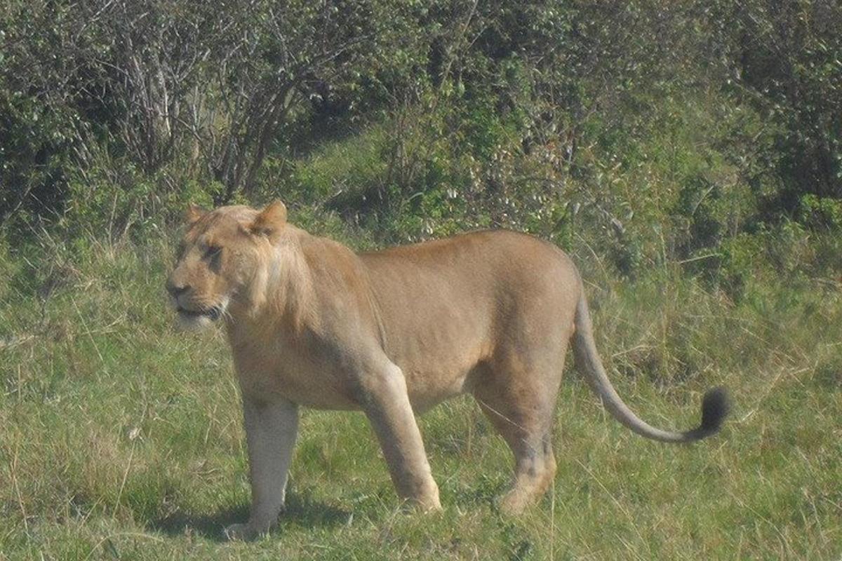 un leone in piedi nell'erba in un campo