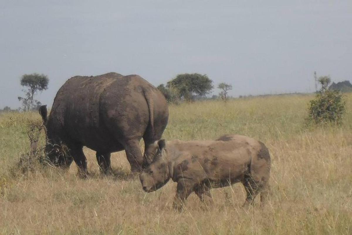 una coppia di rinoceronti in piedi in un campo