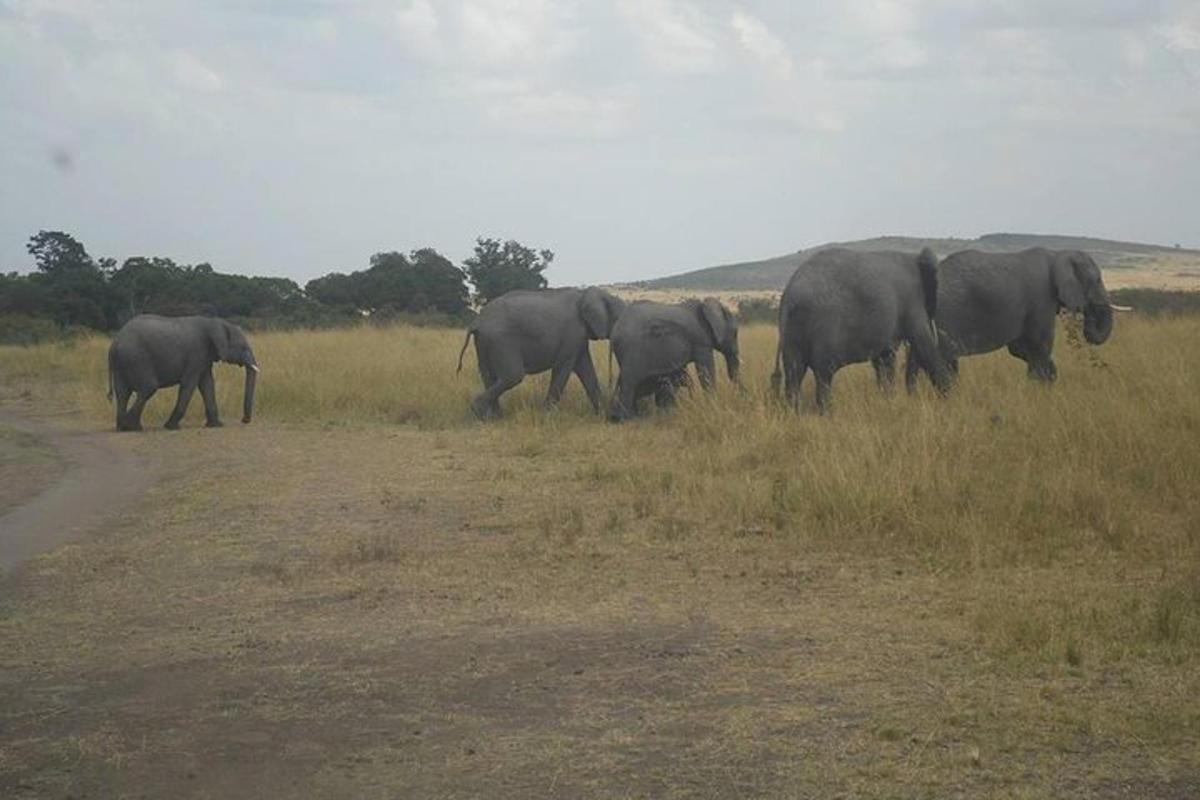 un grup d'elefants caminant per un camp
