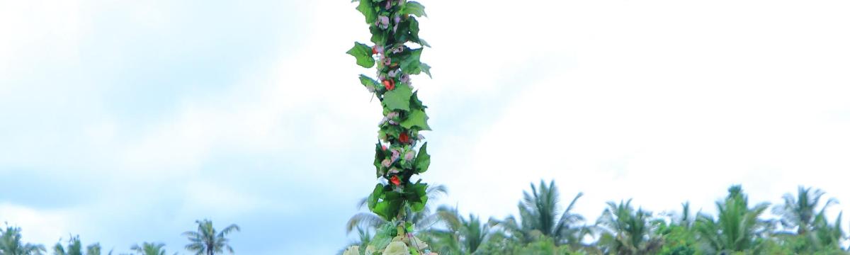 un albero coperto di foglie verdi con alberi sullo sfondo