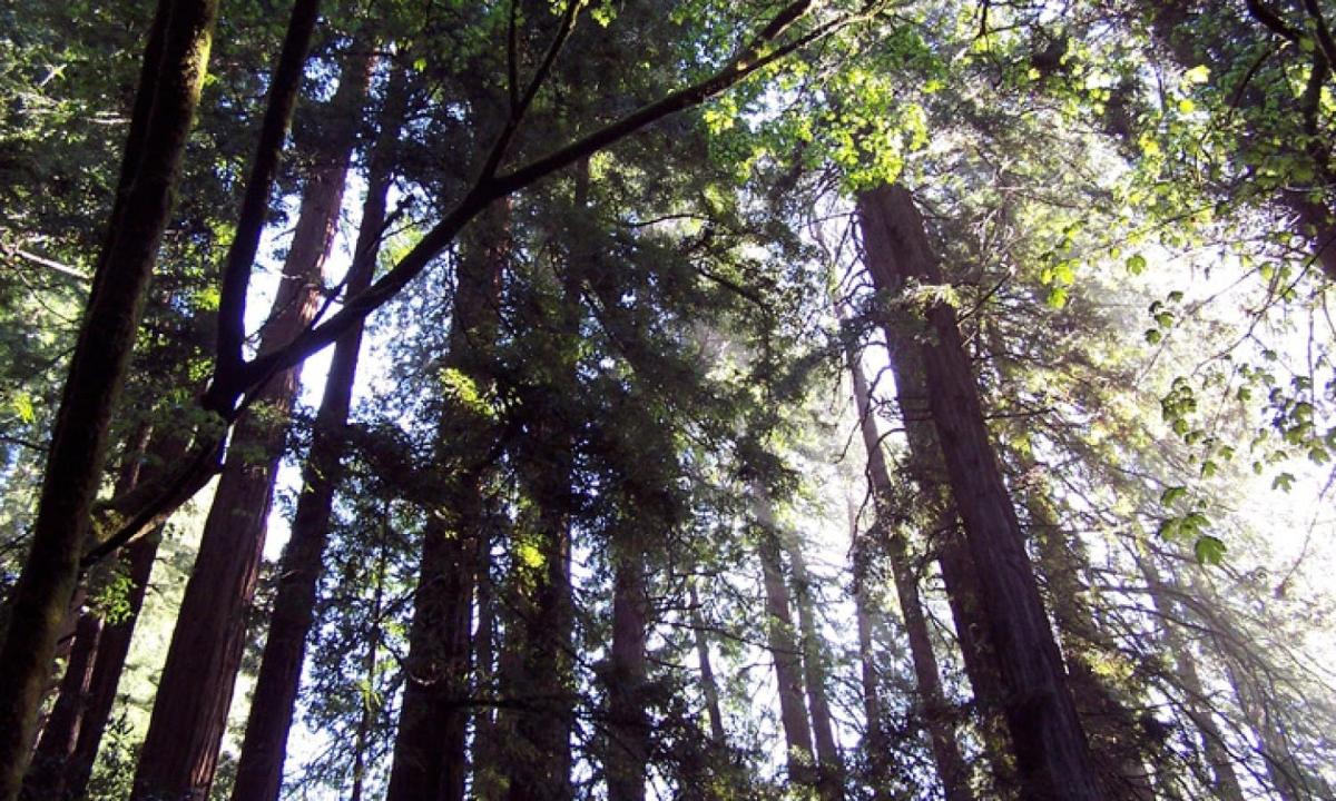 una foresta di alberi con il sole che splende attraverso di essi