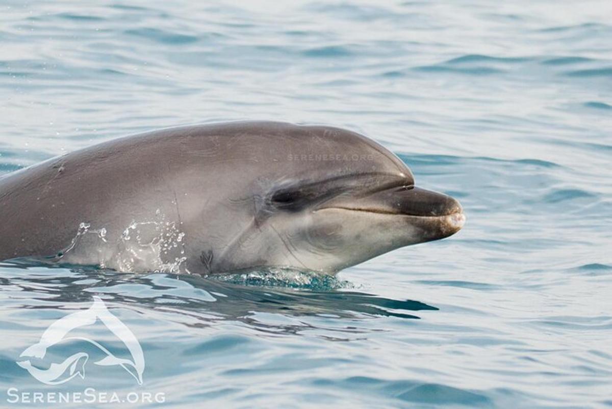 delfin plava v vodi