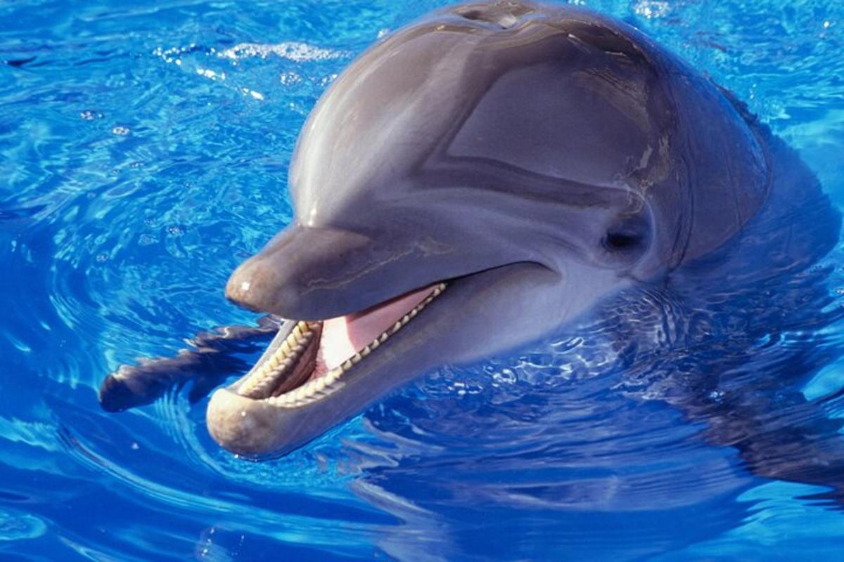 un delfino con la bocca aperta nell'acqua
