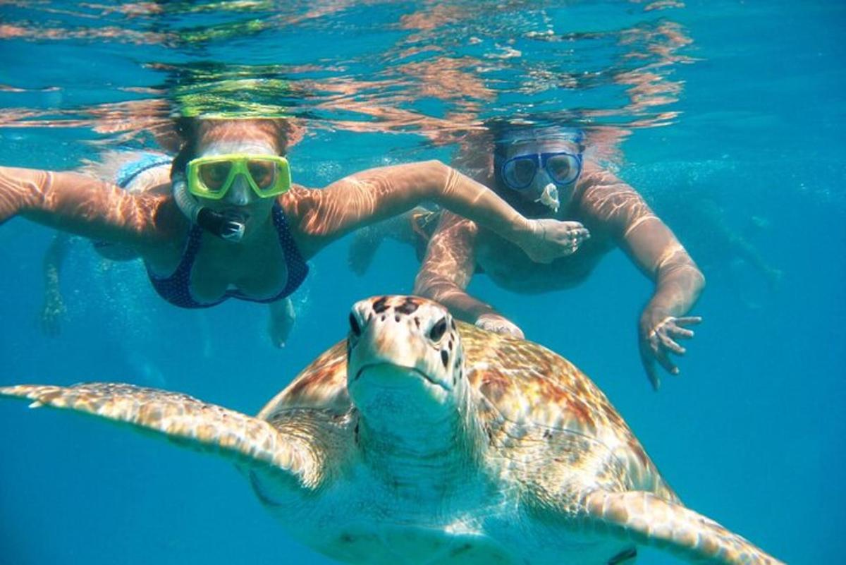 dua orang berenang di dalam air dengan penyu laut