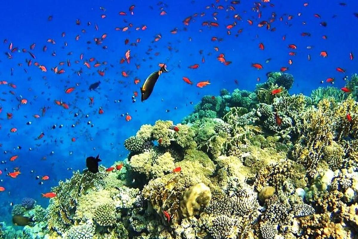 terumbu karang dengan banyak ikan di atasnya