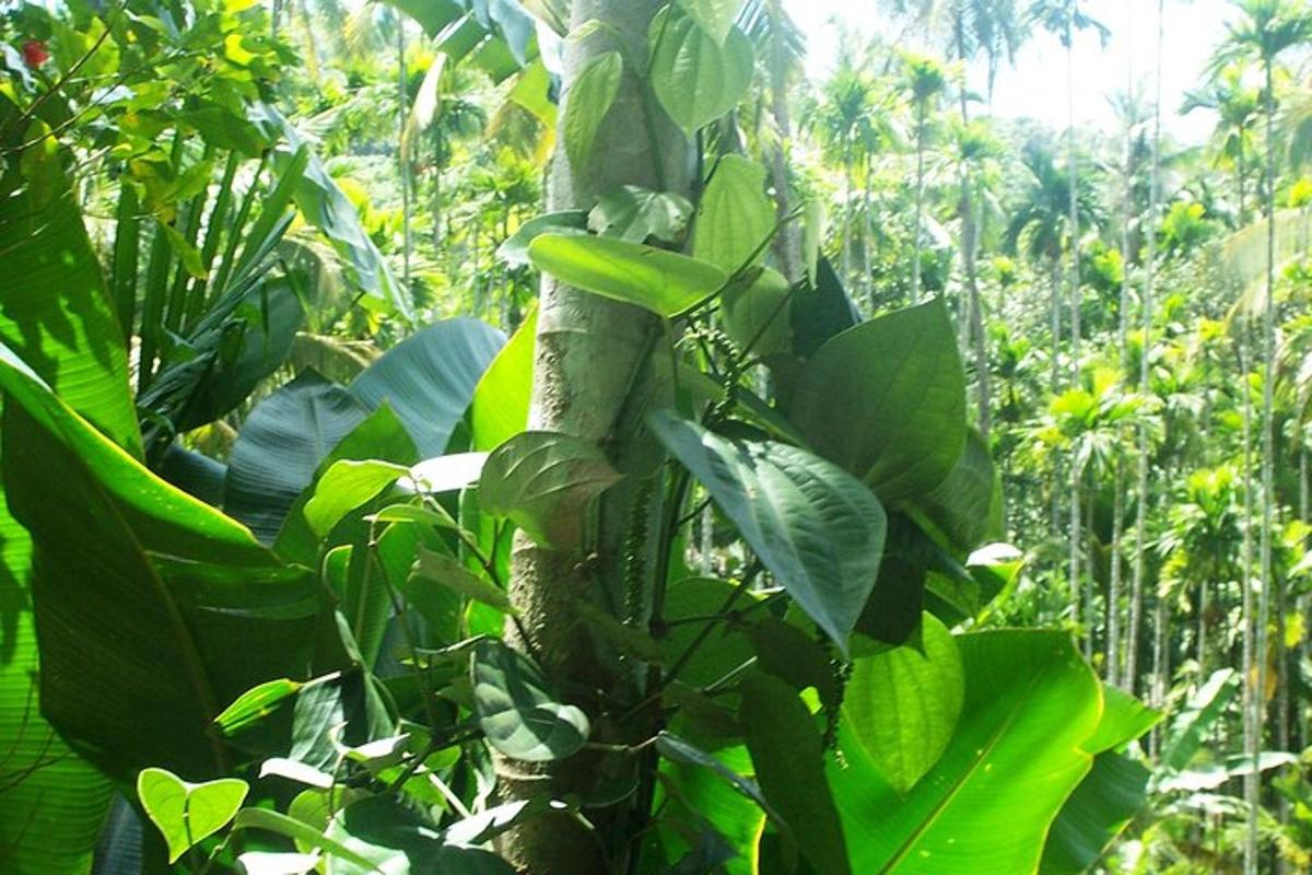 un árbol con hojas verdes en un bosque
