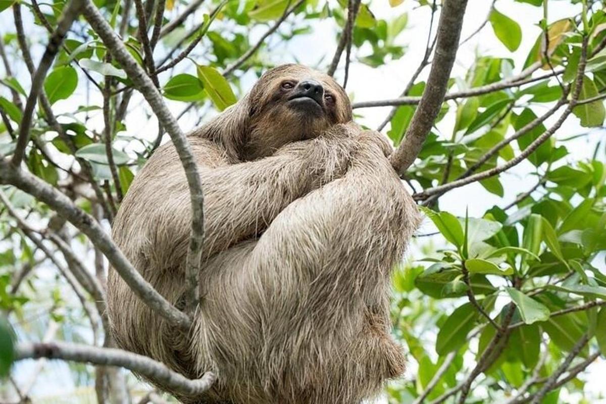 a sloth is sitting in a tree