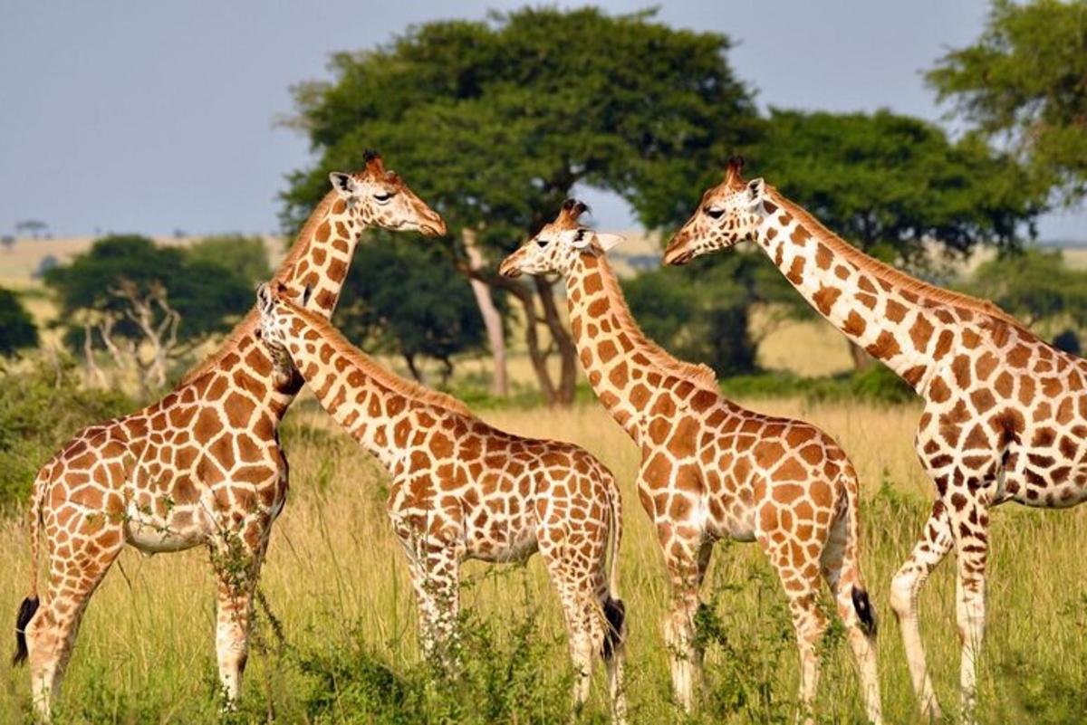 un gruppo di giraffe in piedi in un campo