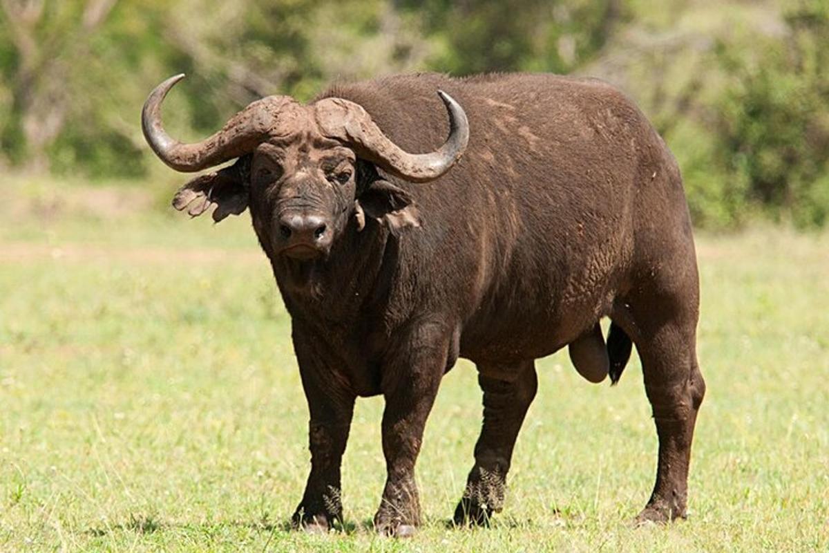 un grande toro con lunghe corna in piedi in un campo