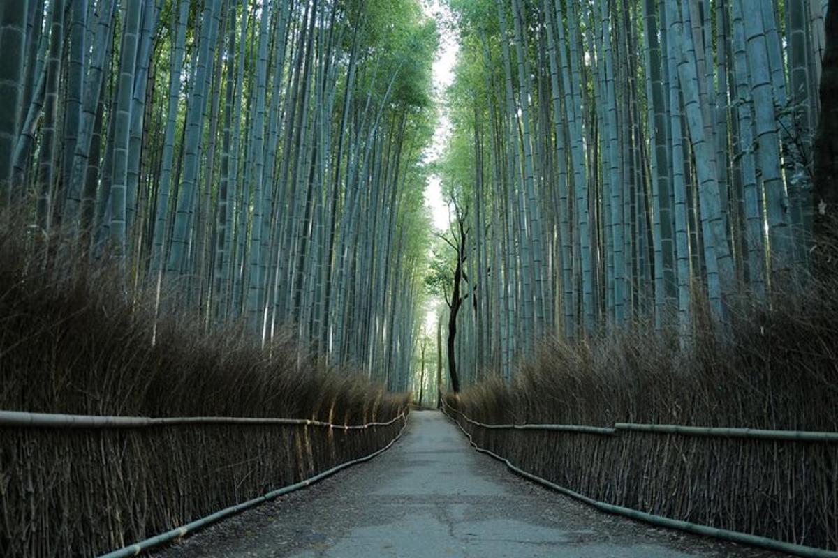 a path through a bamboo forest