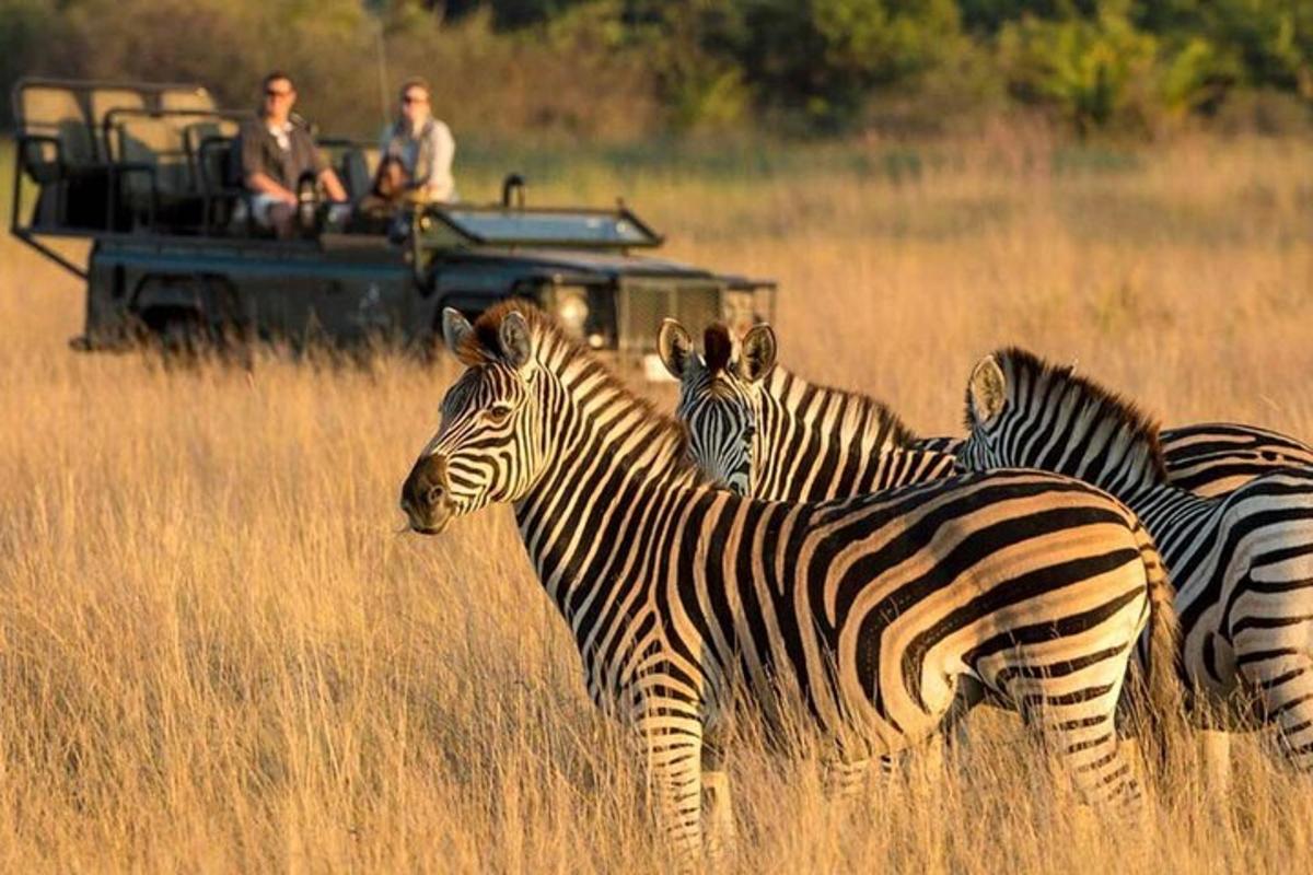 um grupo de zebras em pé na frente de um veículo