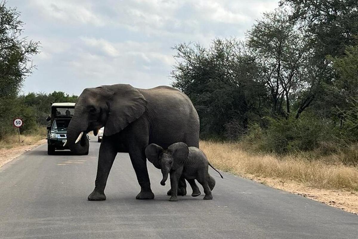 una mamma elefante e un cucciolo di elefante che attraversano una strada