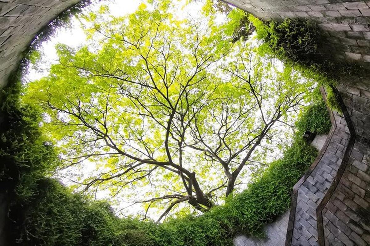 ein Baum in einem Ziegeltunnel mit grünem Efeu