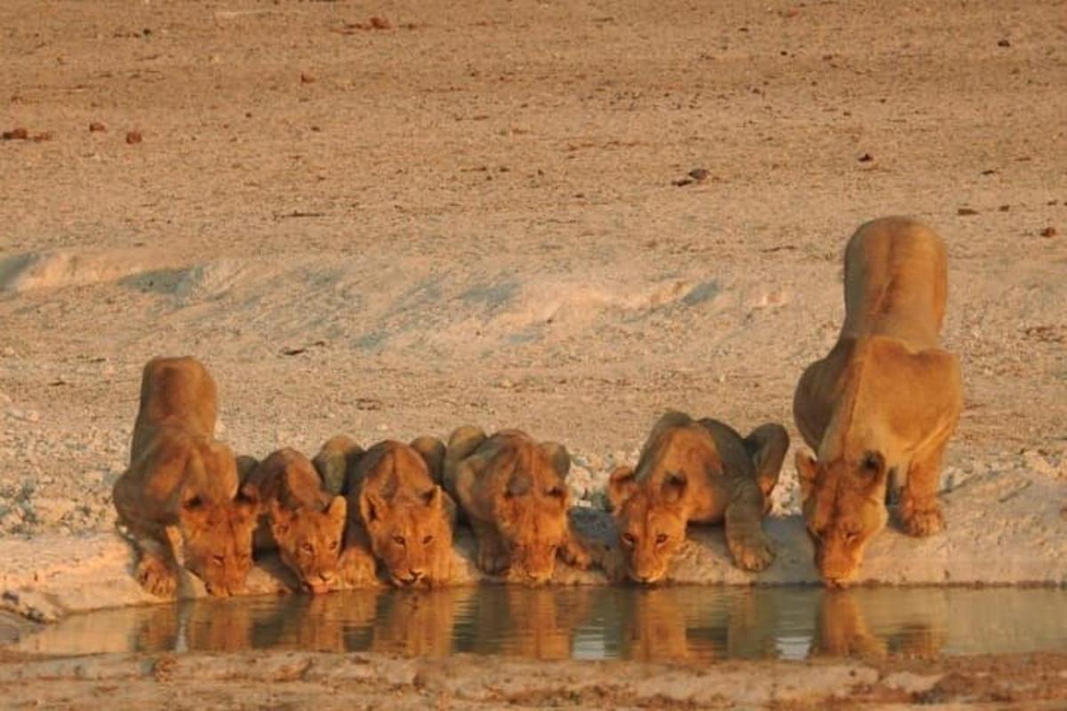 un gruppo di animali che bevono acqua da un abbeveratoio