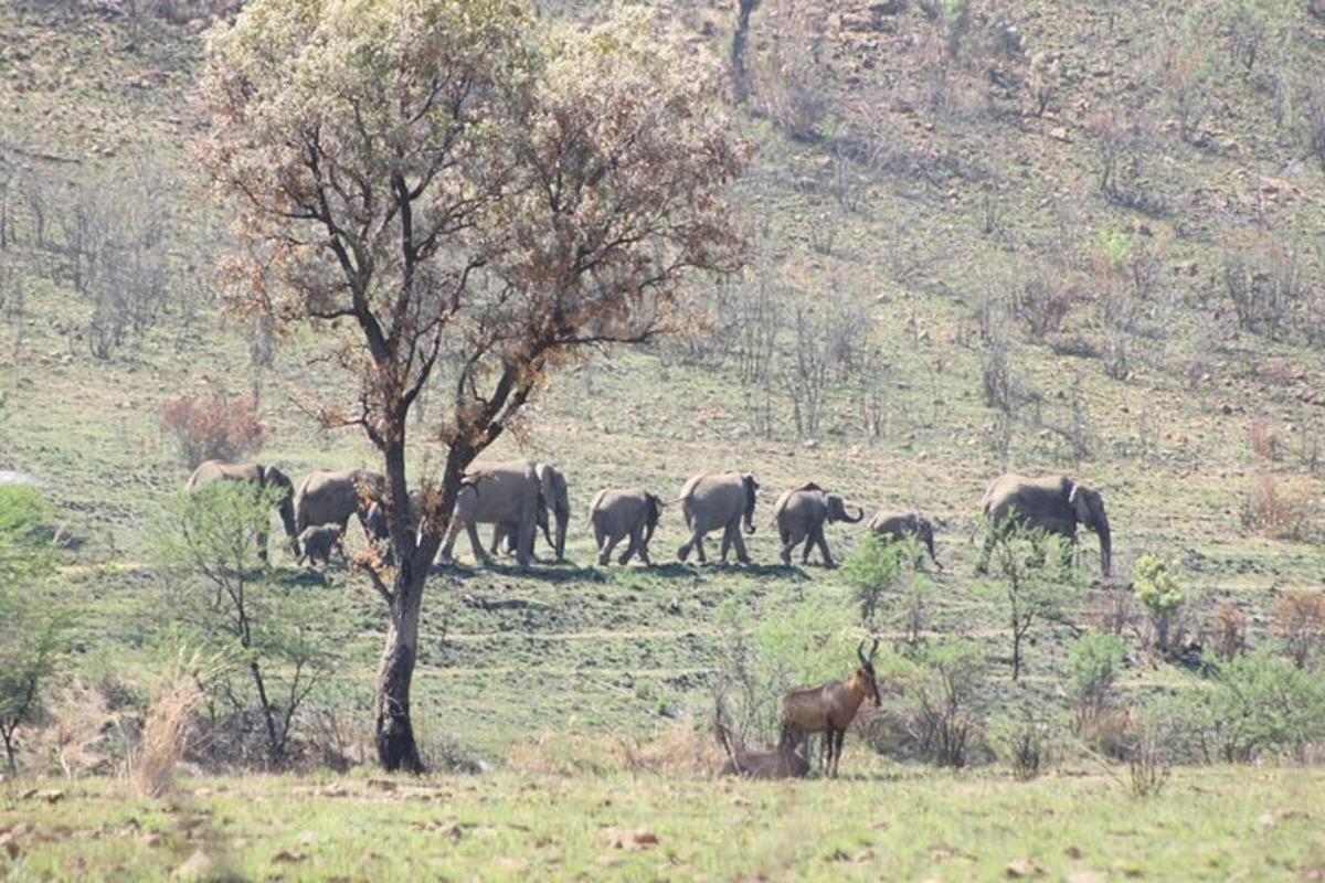 sekawan gajah dan kuda di padang