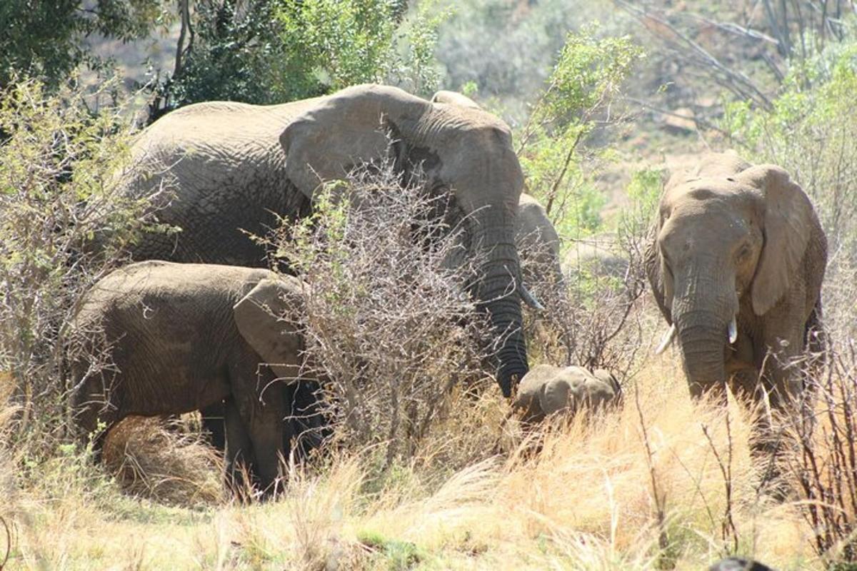 sekumpulan gajah berdiri di rumput