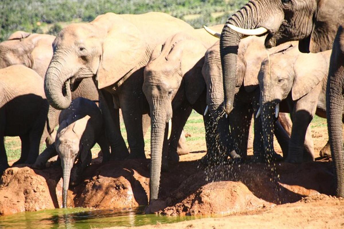 una mandria di elefanti che beve acqua da un abbeveratoio